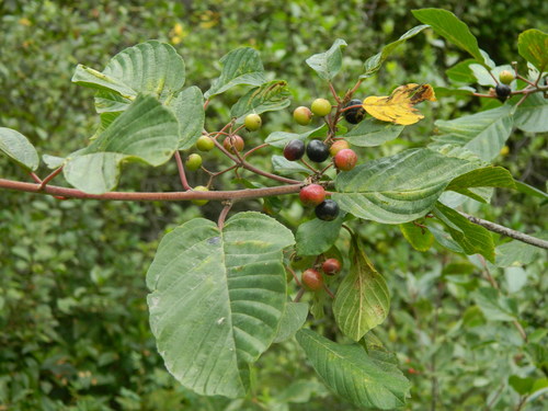 Frangula purshiana (Cascara) — photo