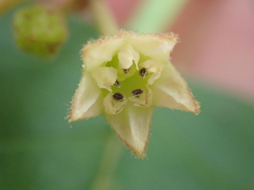 Frangula purshiana (Cascara) — photo