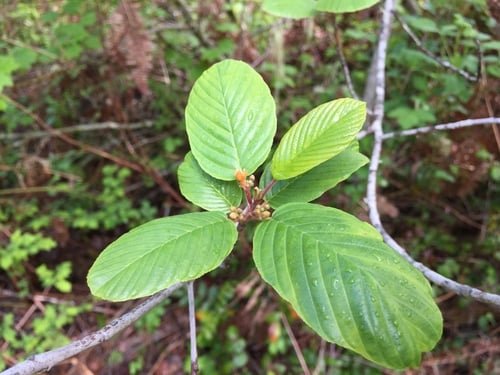 Frangula purshiana