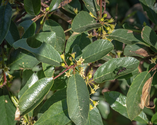Frangula rubra subsp. rubra — photo