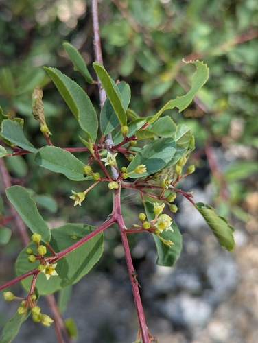 Frangula rubra subsp. rubra — photo