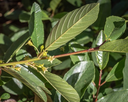 Frangula rubra subsp. rubra