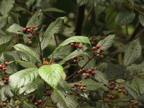 Frangula sphaerosperma