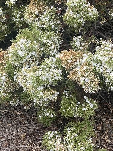 Frankenia portulacifolia (Sea heath) — photo