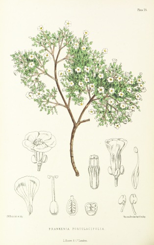 Frankenia portulacifolia (Sea heath) — photo