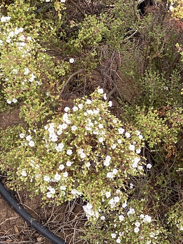 Frankeniaceae