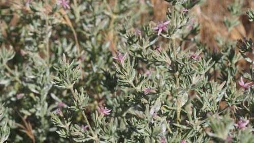 Frankenia salina (Alkali heath) — photo