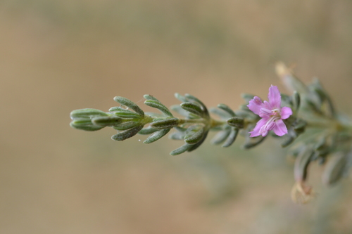 Frankenia salina (Alkali heath) — photo