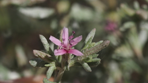 Frankenia salina