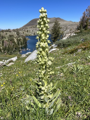 Frasera speciosa (Green gentian) — photo