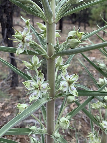 Frasera speciosa (Green gentian) — photo
