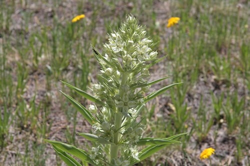Gentianaceae