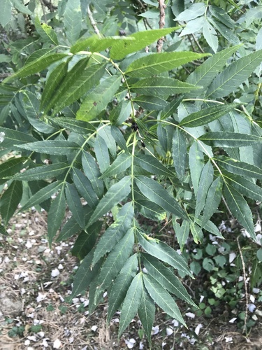 Fraxinus angustifolia (Narrow-leaf ash) — photo