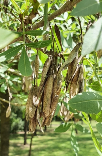 Fraxinus angustifolia (Narrow-leaf ash) — photo
