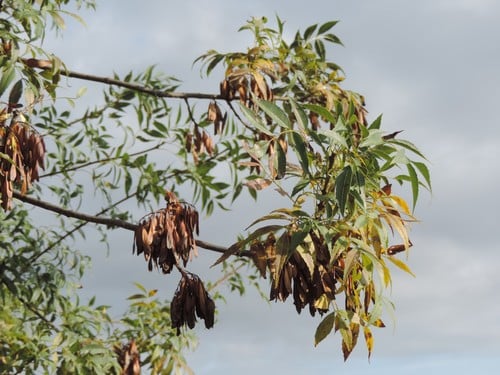 Fraxinus angustifolia