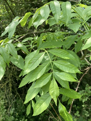 Fraxinus excelsior (English Ash) — photo