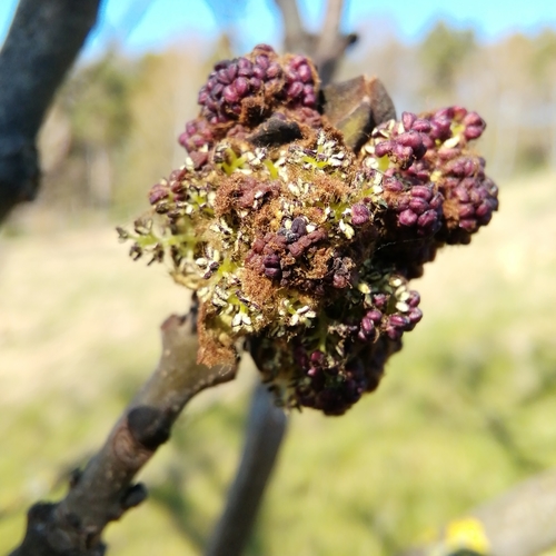Fraxinus excelsior (English Ash) — photo