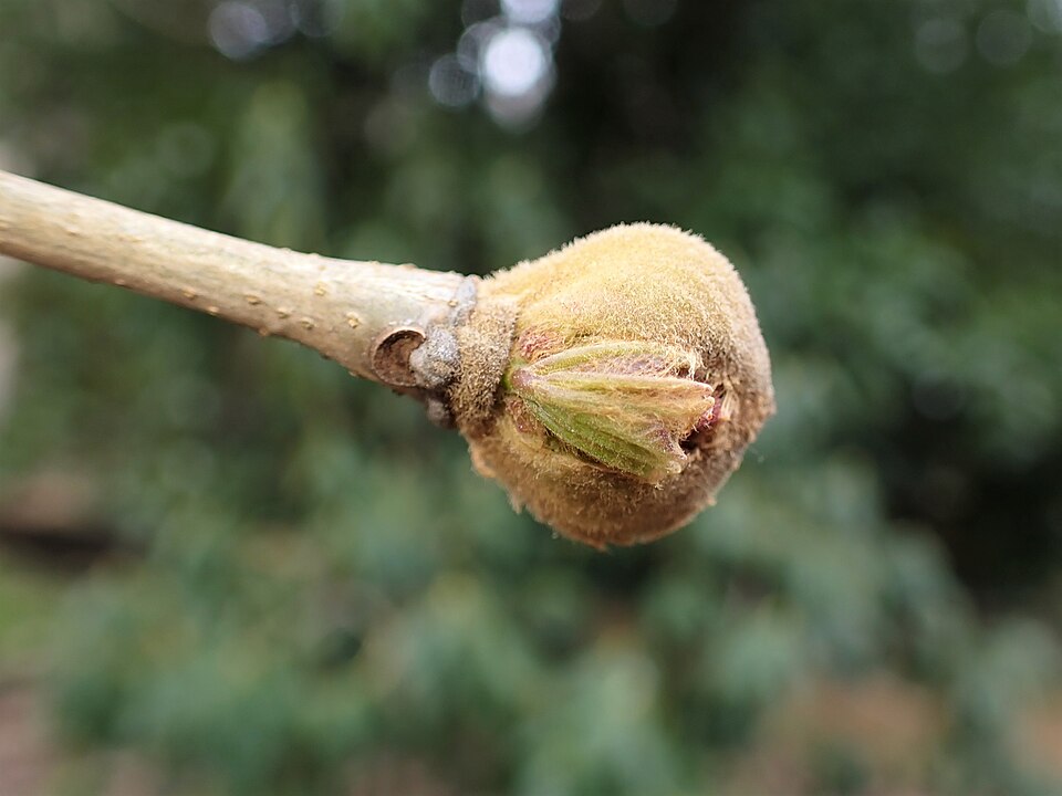 Fraxinus floribunda (Himalayan manna ash) — photo