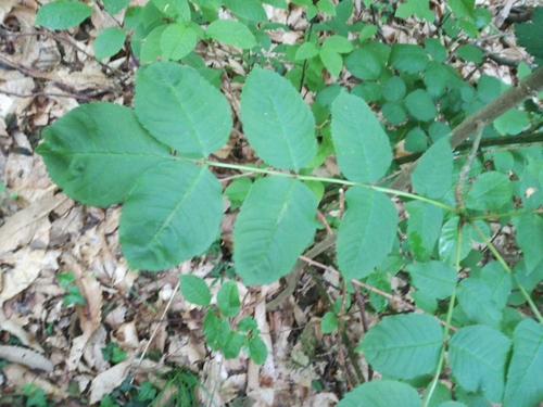 Fraxinus ornus (Flowering ash) — photo
