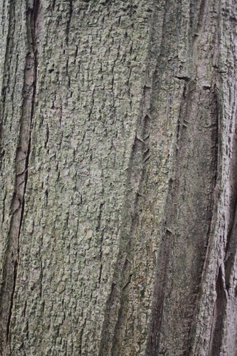 Fraxinus ornus (Flowering ash) — photo