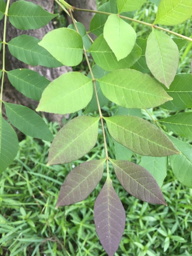 Fraxinus pennsylvanica (Green Ash) — photo