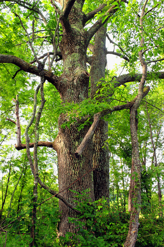 Fraxinus pennsylvanica (Green Ash) — photo