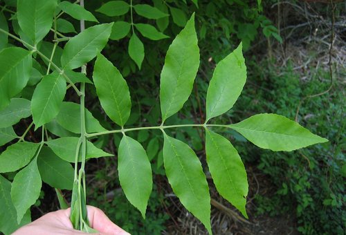 Fraxinus pennsylvanica