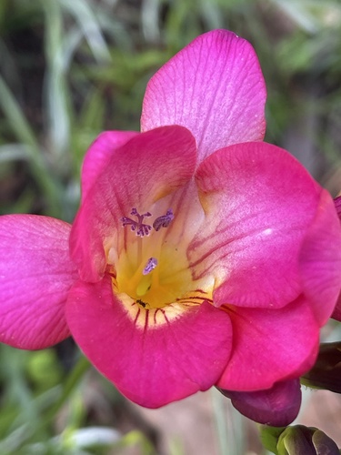 Freesia hybrida (Freesia) — photo
