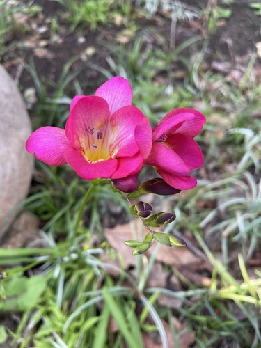 Freesia hybrida (Freesia) — photo