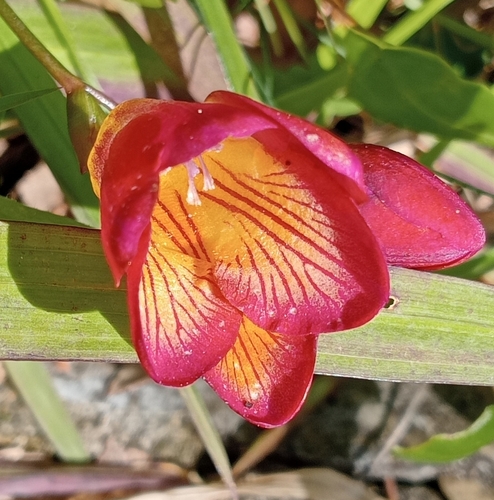 Freesia hybrida