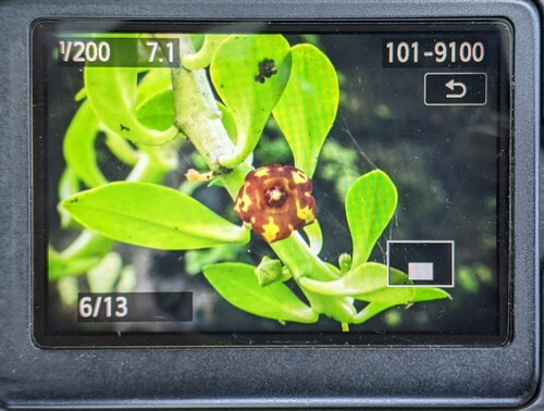 Frerea indica — photo