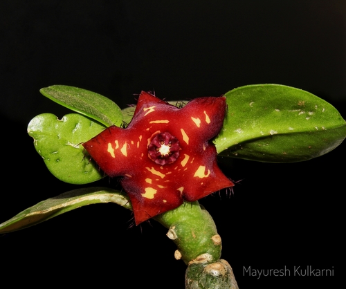 Frerea indica