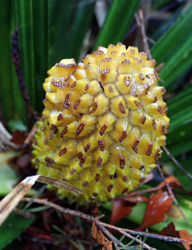 Freycinetia banksii (Kiekie) — photo