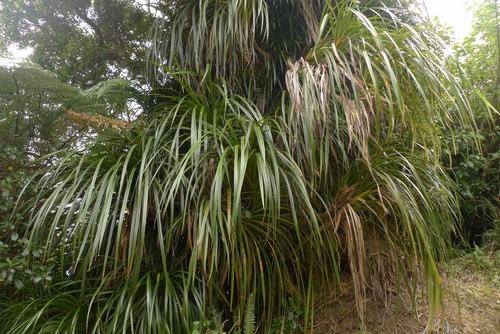 Freycinetia banksii