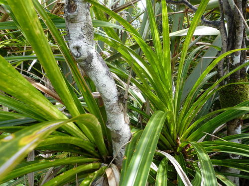 Freycinetia baueriana subsp. banksii