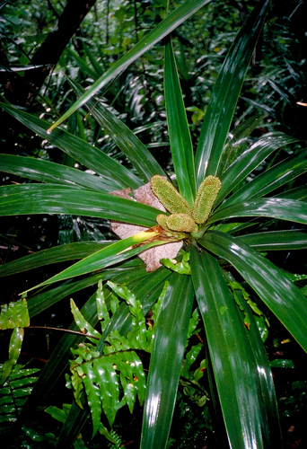 Freycinetia demissa
