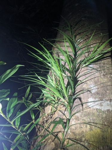 Freycinetia excelsa (Slender Climbing Pandan) — photo