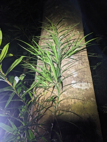 Freycinetia excelsa (Slender Climbing Pandan) — photo