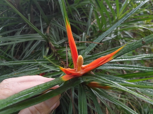 Pandanaceae