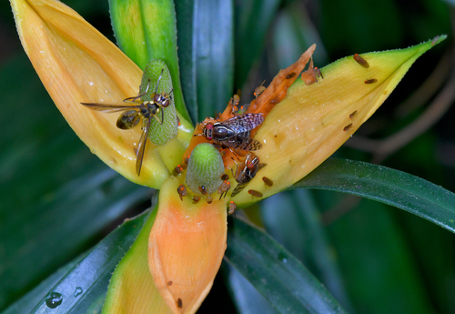 Freycinetia javanica — photo