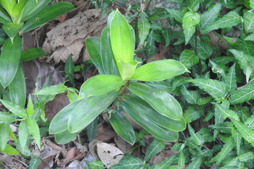 Freycinetia javanica — photo