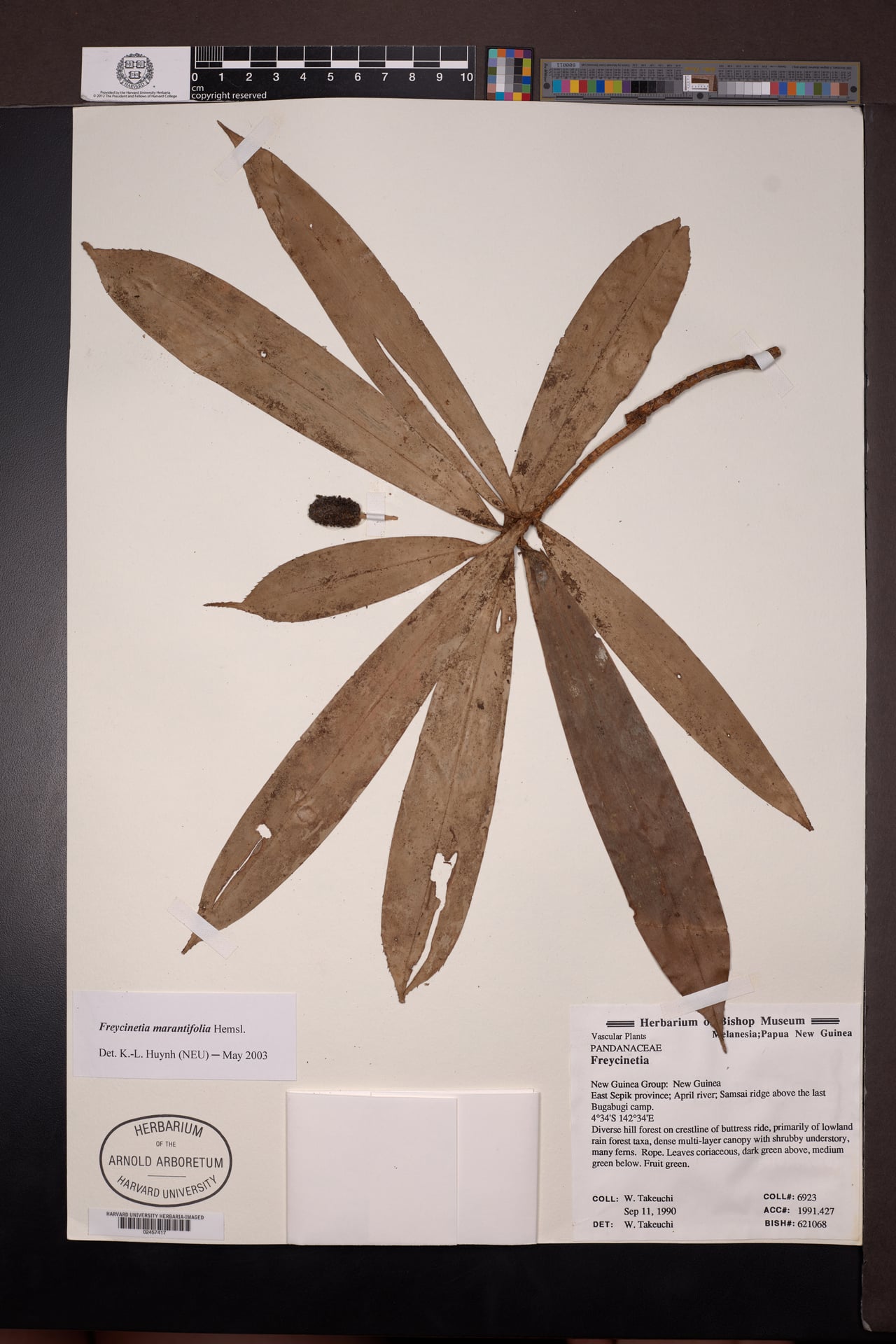 Freycinetia marantifolia — photo