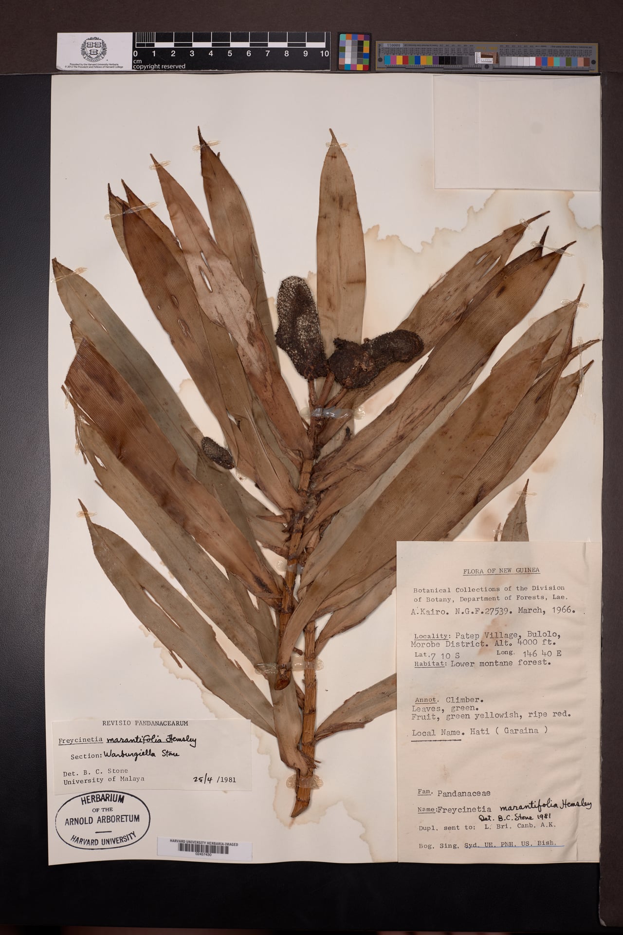 Freycinetia marantifolia — photo