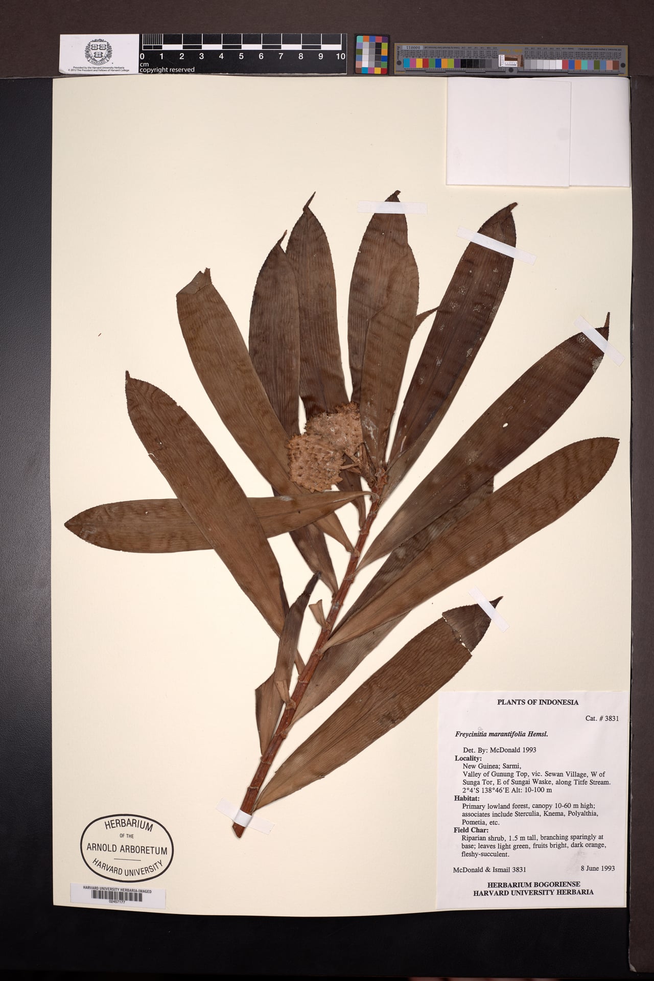 Freycinetia marantifolia