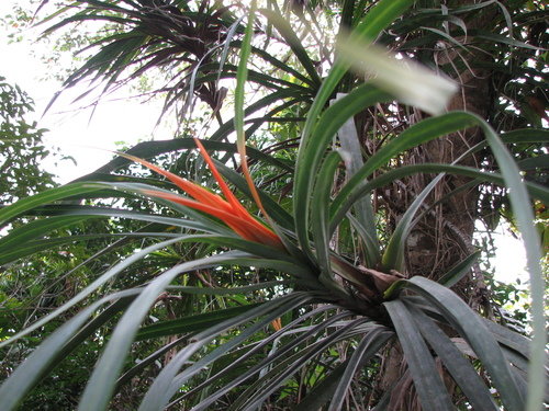 Freycinetia percostata (Veiny Climbing Pandan) — photo