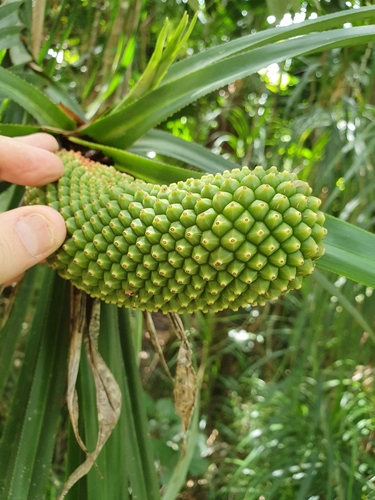 Freycinetia percostata (Veiny Climbing Pandan) — photo