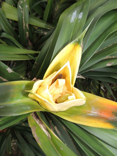Freycinetia reineckei (Climbing screwpine) — photo