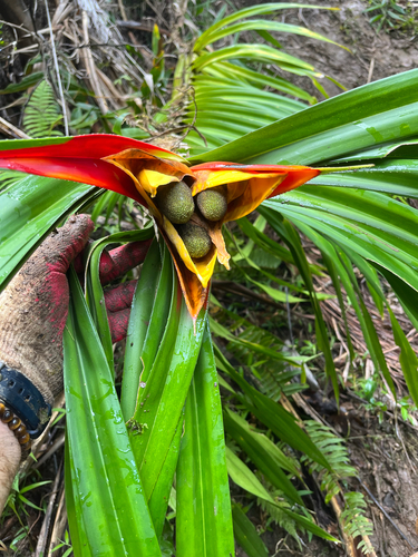 Freycinetia reineckei (Climbing screwpine) — photo