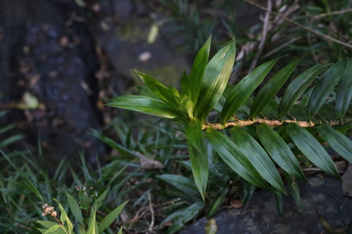 Freycinetia scandens (Climbing pandan) — photo