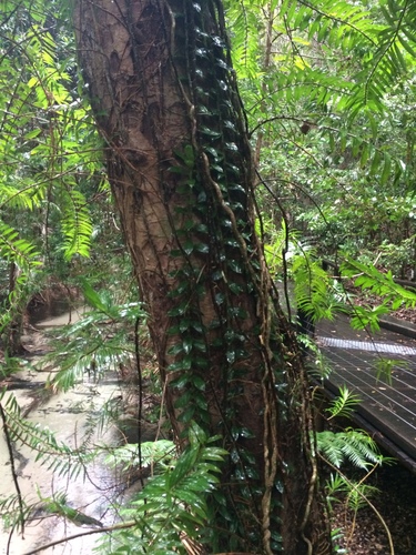 Freycinetia scandens (Climbing pandan) — photo